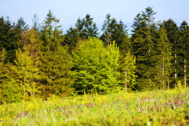 grass and herbs on the glade in morning light. natural park background. spring season in carpathian mountains