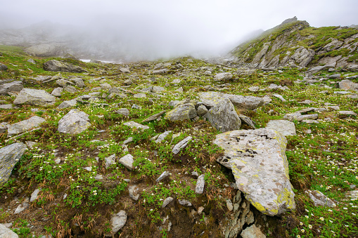 stones and boulders on the grassy hillside of ragaras range. outdoor adventures in the fog. mountainous landscape of romania in summer