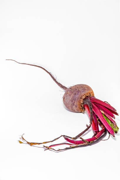 High quality close-up macrophotography studio shot. Rear view isolated on white background.