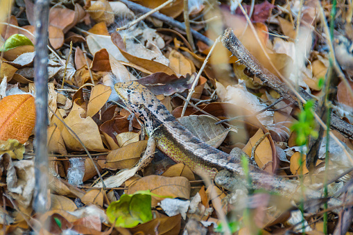 Little lizard camouflaged at dround detail, dry forest, san eduardo hill, guayaquil, ecuador