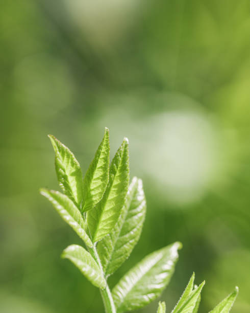 istock Young Green Maple Leaves at Sunlight, green monochrome colored spring natural pattern, outdoors nature minimal scenery, new leaf growth, textured spring foliage, blurred backgrond with bokeh 2068459223