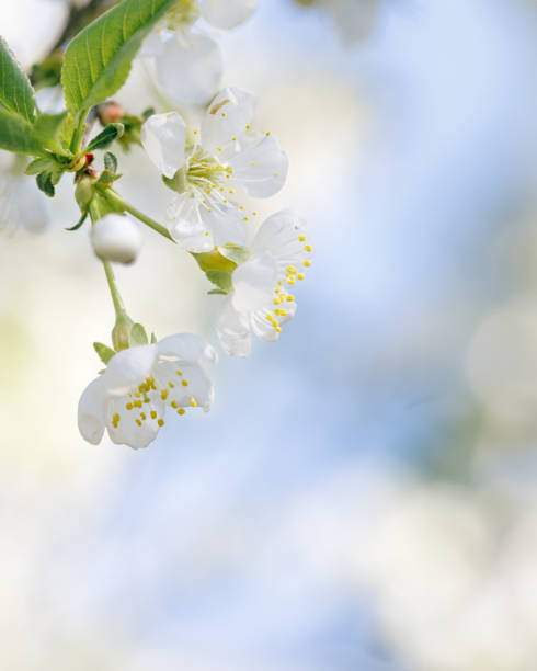 istock Spring floral scenery with apple blossoms, close up white flowers with blur texture blue sky background, copy space, Floral still life outdoor beautiful blooms, nature design wallpaper, pastel color 2068459235