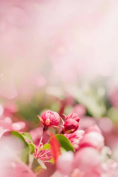 Beautiful apple tree unblown flowers close up, spring blooming red flowers on blurred bokeh background, copy space, Aesthetic nature scenic photo, fresh blooms at springtime, seasonal flowering garden