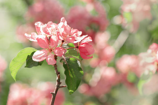 Blossoming Pink Apple Tree in Springtime, vibrant close-up texture of apple blossoms in full bloom, beautiful aesthetic flowers on tree, Delicate blooms in soft pink hues, soft focus