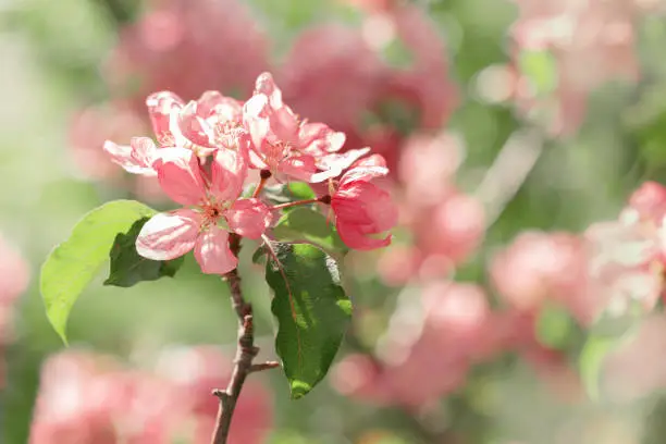 Blossoming Pink Apple Tree in Springtime, vibrant close-up texture of apple blossoms in full bloom, beautiful aesthetic flowers on tree, Delicate blooms in soft pink hues, selective focus