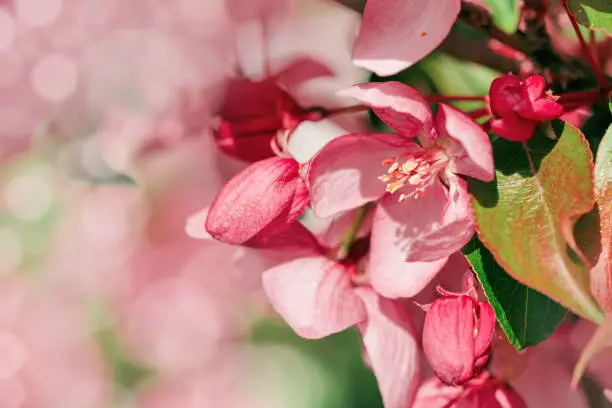 Blooming branch of Apple Tree in Spring, Pink flowers with tender petals close-up on soft-focus blurred background, copy space gentle beauty of sping season flowers, macro nature floral photo