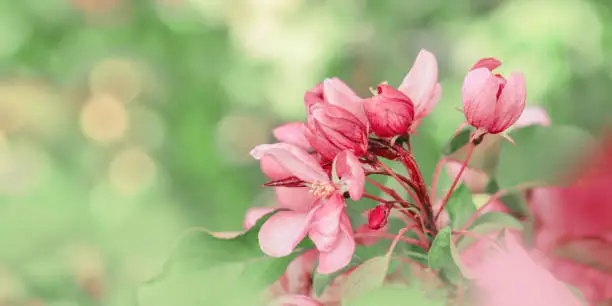 Pink apple tree flowers at sunlight, spring blooming red blooms on blurred bokeh background, wide banner with copy space. Beauty nature scenery in garden, delicate petals of blooms on branches outdoor