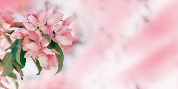 Beautiful apple tree branch at sunlight, spring blooming pink red flowers on blurred background, wide banner with copy space. Aesthetic nature scenic photo, close up fresh blooms at springtime