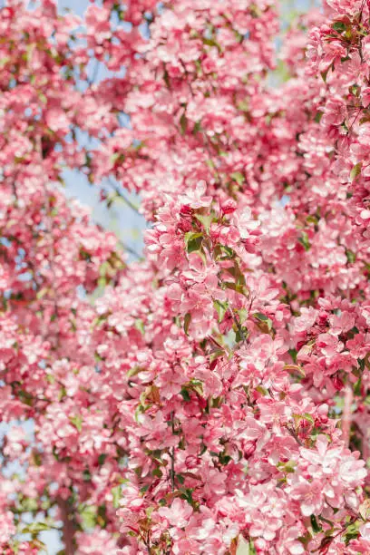 Pink apple tree flowers at sunlight, spring blooming red blooms on blurred bokeh background, Beauty nature scenery in garden, delicate petals of blooms on branches outdoor, vivid pastel colored