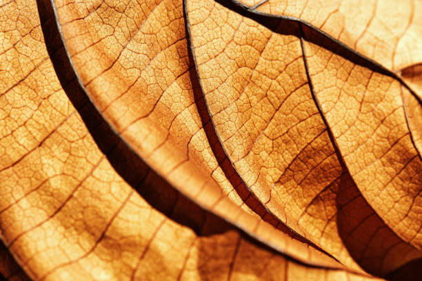 istock Autumn Dried leaf closeup at sunlight, macro trend, brown leaf as nature background. Fall aesthetic backdrop with natural veins texture of foliage, warm monochrome autumnal color, low depth of field 2068459274