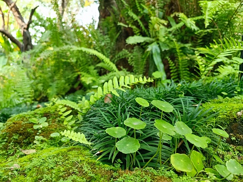 A lush green forest with ferns and moss creates a verdant and inviting landscape.