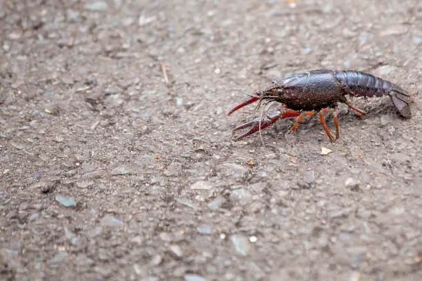 Photo of Crayfish (Astacoidea) in North American Rivers