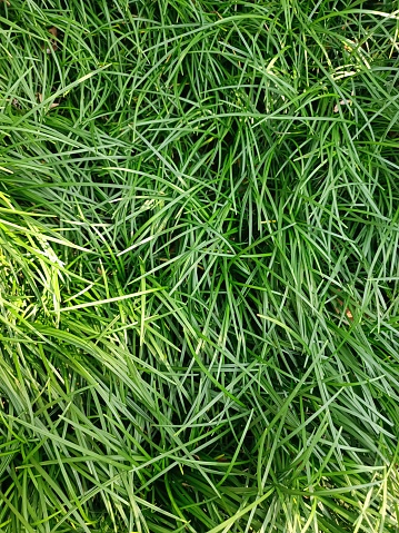 The blades of grass are tall and healthy, with a vibrant green color.