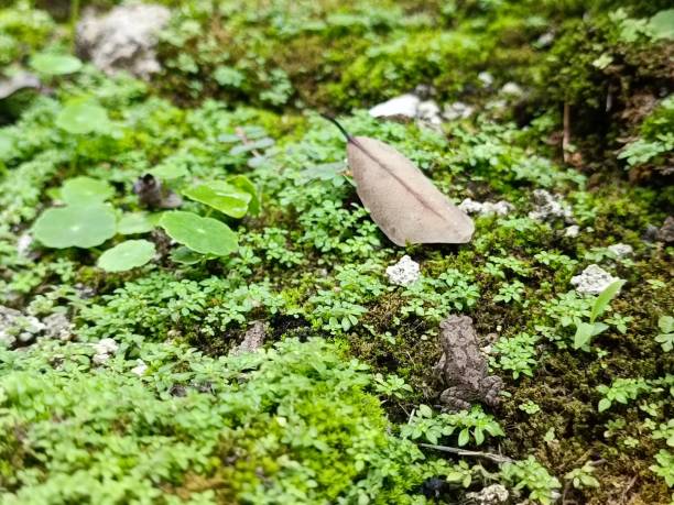 A Frog in a field of moss.
