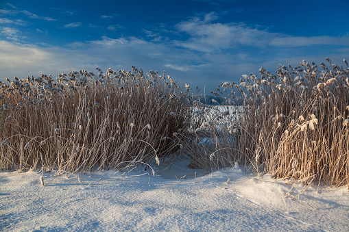 On a sunny winter morning, the sun appears over a small hill in a snowy farmer's field to shine on a frosted soybean plant.