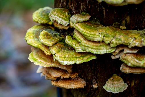 selective focus of a Coriolus versicolor or Polyporus versicolor (Trametes versicolor) on a trunk in the woods with blurred background