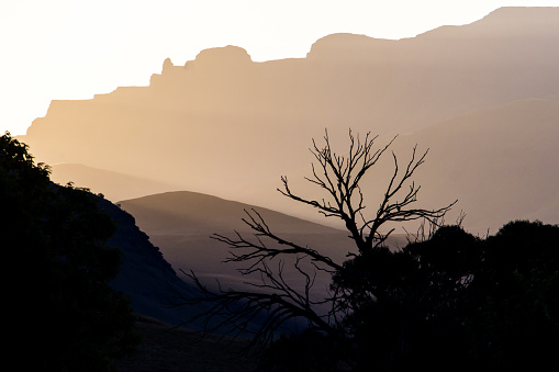 Silhouette of the bare branches of a dead tree against the enchanted golden mountains of the Drakensberg mountains at dusk in South Africa. The Drakensberg Park were declared a Unesco World Heritage site in 2000 to protect the natural habitats, but also due to its cultural significant since it has the largest concentration of rock paintings in Sub Sahara Africa.