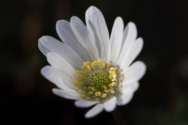istock Anemone blanda alba flower 2068486333