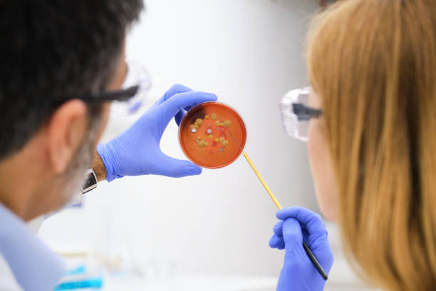 두 명의 과학자가 빨간 페트리 접시에서 박테리아 배양을 조사하고 있습니다. - hospital acquired infection 뉴스 사진 이미지