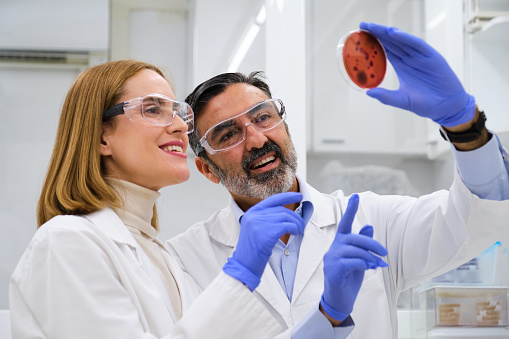 Two scientist examining bacterial cultures in a red Petri dish. Scientific research.