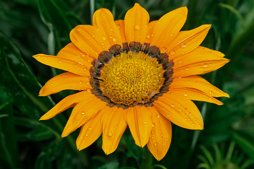 Beautiful decorative yellow flower with dews on its petals in a natural summer garden.