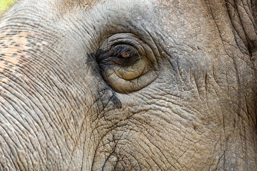 Close up The elephant head is big wildlift animal for texture and pattern skin