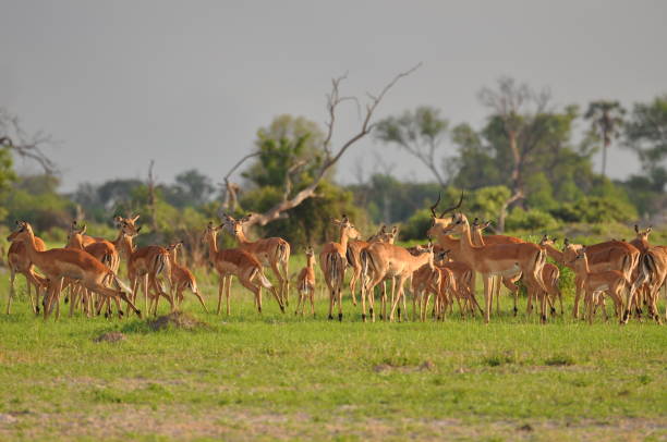 istock antelopes standing on the side of a grassy plain 2068519861