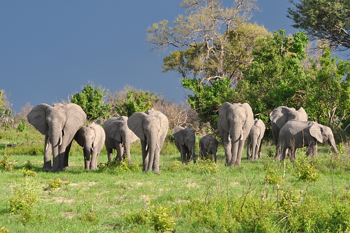 A herd of elephants in the wilderness