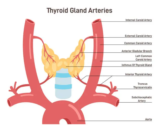 Vector illustration of Thyroid gland arteries. Endocrine system organ blood supply. Didactic scheme