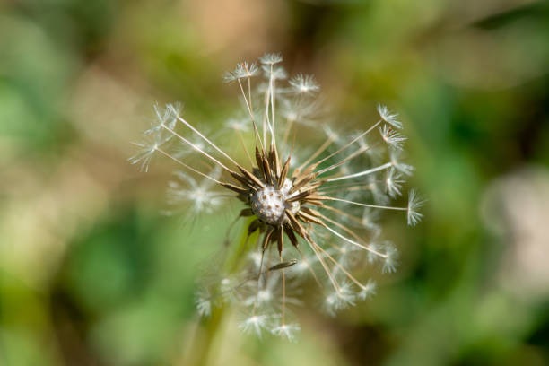 Dandelion on isolated background in the park