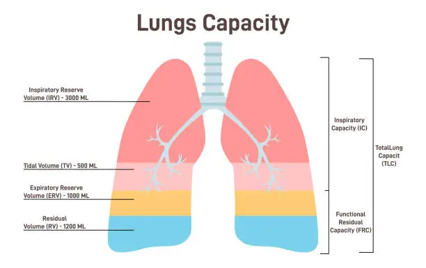 Vector illustration of Lung capacity. Lung volume of air in the lungs at different phases