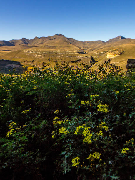 View of the distant peaks of the Drakensberg Mountains, with the last of the season’s yellow wildflowers in the Foreground in the Golden Gate Highlands National Park, South Africa. View of the distant peaks of the Drakensberg Mountains, with the last of the season’s yellow wildflowers in the Foreground in the Golden Gate Highlands National Park, South Africa. drakensberg flower mountain south africa stock pictures, royalty-free photos & images