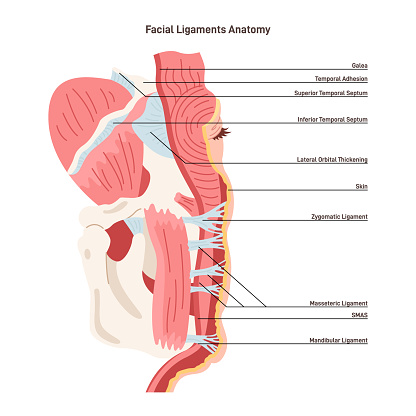Facial ligaments anatomy. Close-up skin structure of epidermis layers. Muscular system and retaining ligaments of the face, including the cheek, mandible and temporal. Flat vector illustration