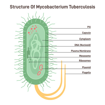 Mycobacterium tuberculosis. Bacteria, causative agent of tuberculosis. Microorganism cell structure. Laboratory research concept. Flat vector illustration