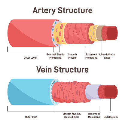 Artery vs vein structure. Anatomical differences of blood vessels. Blood circulation system. Healthy cardiovascular flow. Flat vector illustration