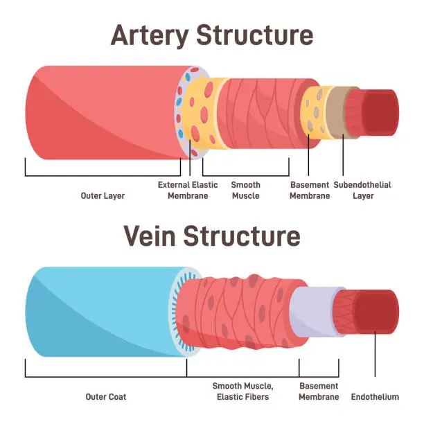 Vector illustration of Artery vs vein structure. Anatomical differences of blood vessels.