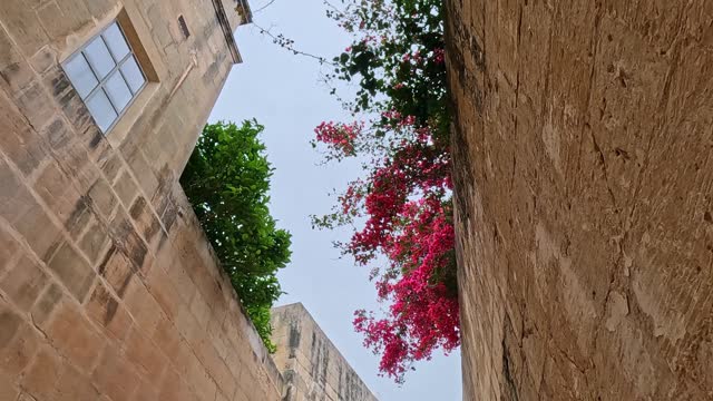 Medieval Stone Walls With Flowers From Below In Mdina, Malta