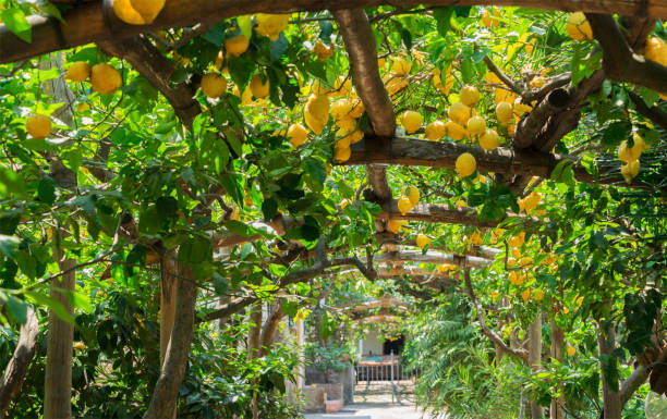 istock Lemon garden of Sorrento 2068563181