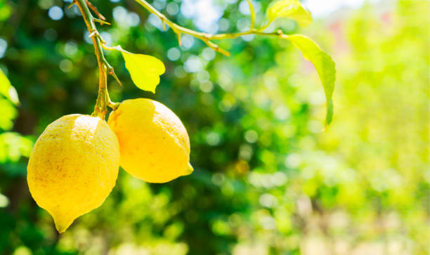 istock Lemon garden of Sorrento 2068563724