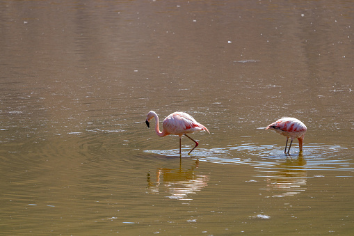 Pink Flamingo in brown pond standing and feeding in typical andean region
