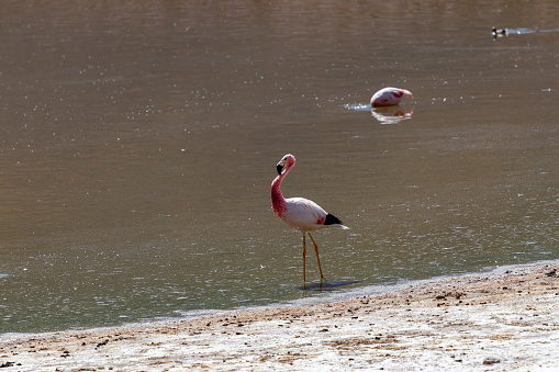 Pink Flamingo in brown pond standing and feeding in typical andean region