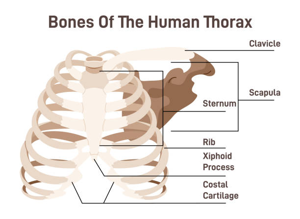 ilustrações, clipart, desenhos animados e ícones de o esquema de anatomia da cavidade torácica. ossos da caixa torácica, 12 pares - thoracic vertebrae
