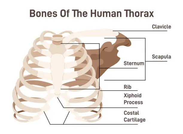 Vector illustration of The thoracic cavity anatomy scheme. Thoracic cage bones, 12 pairs