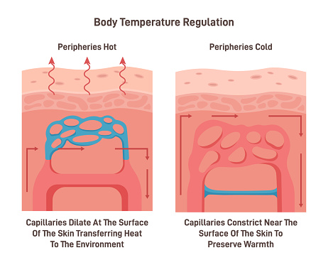 Body temperature regulation process. Control of human skin temperature, constriction or dilation of skin capillaries and sweat production. Flat vector illustration