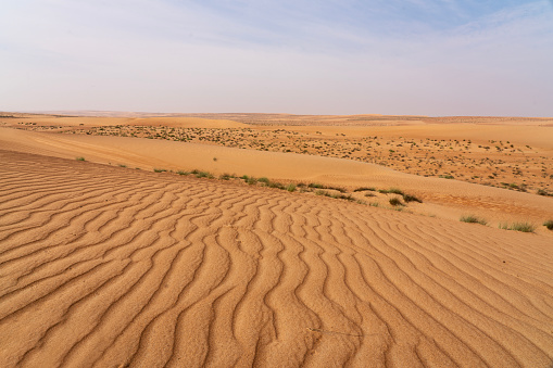 Wahiba rippled desert in Oman in the morning.