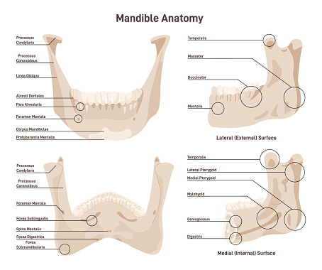 Mandible anatomy. Lower jaw bone skeletal structure with educational titles. Flat vector illustration