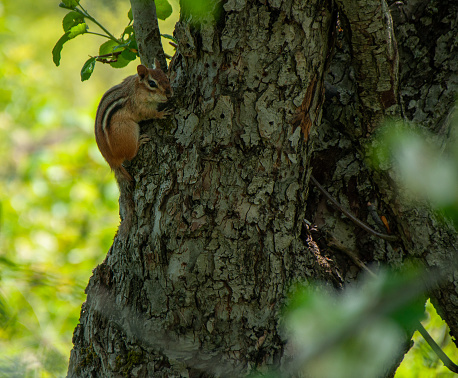A Chipmunk holding onto the side of an apple tree trunk in the summer