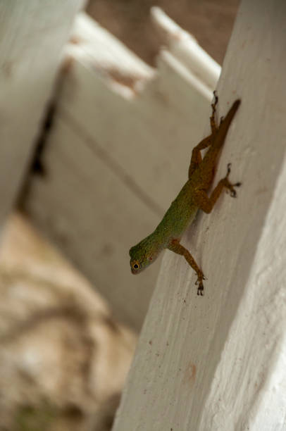 istock Anoles holding onto the side of a post 2068623535
