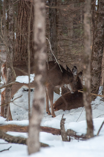 Two Deer's in a snowy forest during winter