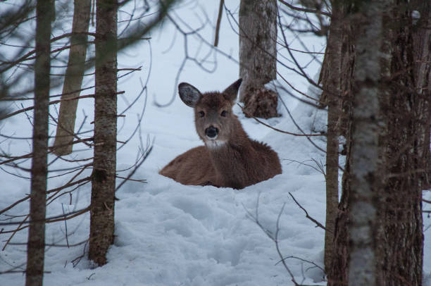 A White-Tailed Deer sitting in a snowy forest during winter